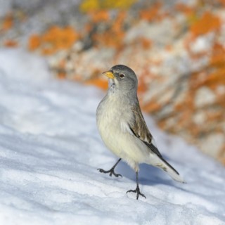 White-winged snowfinch