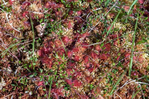 Common sundew
