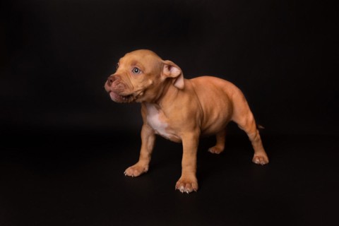 Puppy American Pit Bull Terrier sit on black background in studio
