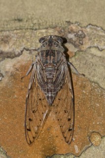 Cicada