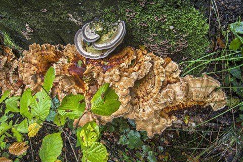 Giant polypore