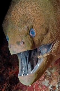 Symbiosis symbiotic behaviour in coral reef of predator giant moray