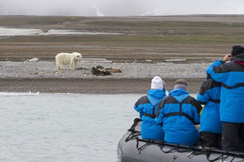 Eco-tourists in Zodiac boat watching scavenging polar bear