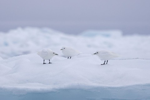 Three ivory gulls