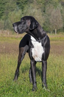 Great Dane