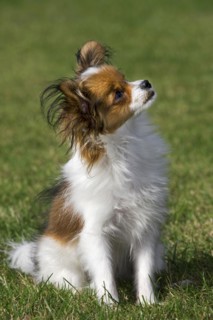 Papillon dog