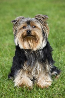Yorkshire terrier