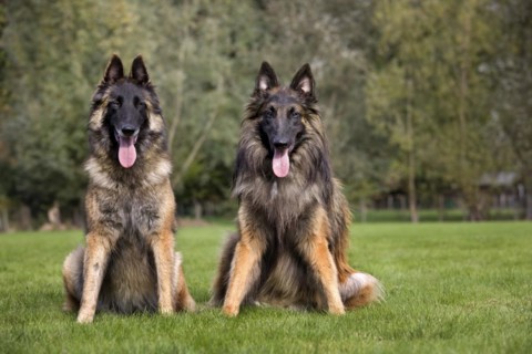 Belgian Shepherd Tervuren