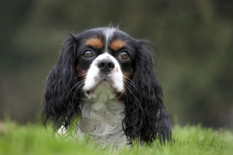 Cavalier King Charles Spaniel in garden