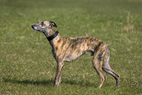 Whippet
