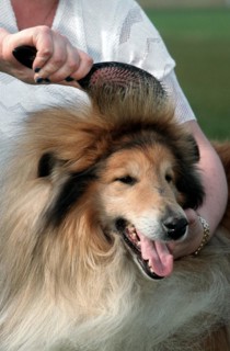 Woman brushing coat of Rough Collie
