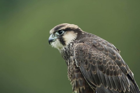 Lanner Falcon