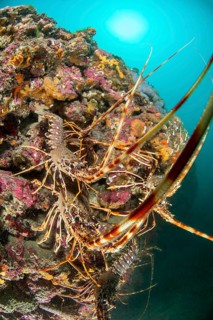 Mediterranean Lobster