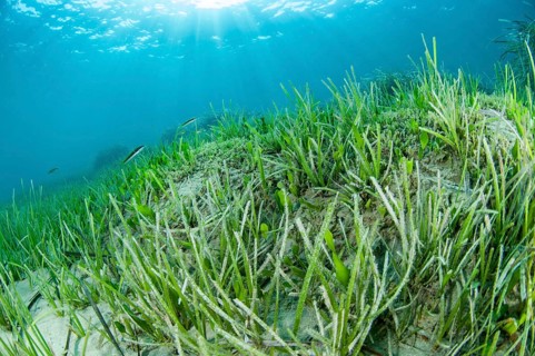 Cymodocea nodosa seagrass meadow with green alga Caulerpa prolifera