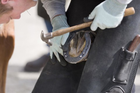 Farrier in case of seizure of a horse