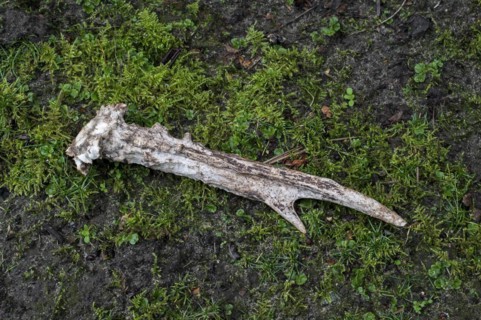 Shed antler of European roe deer