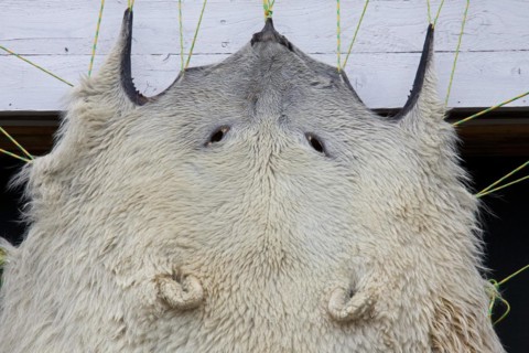 Polar bear