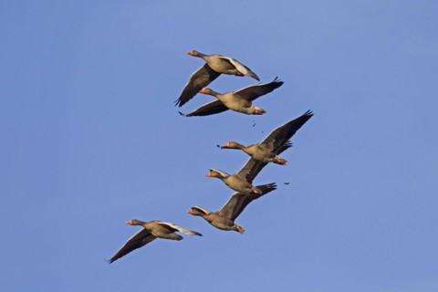 Migrating greylag goose