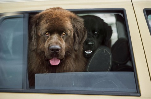 Newfoundland