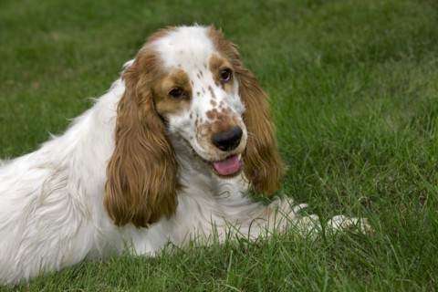 English Cocker Spaniel