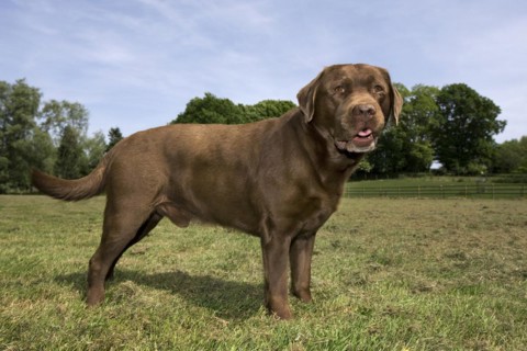 Labrador