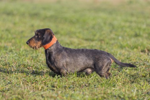 Wire-haired dachshund