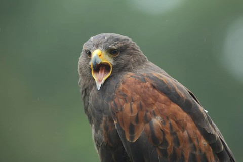 Harris's hawk