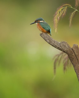 Common kingfisher