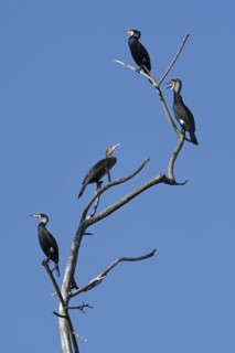 Colony of great cormorants