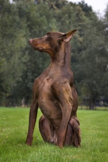 Doberman Pinscher