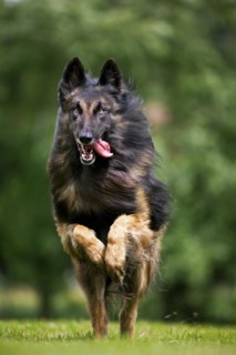 Belgian Shepherd Tervuren