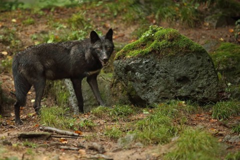 Western mackenzie valley wolf