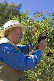Farmer picking elderberry beer