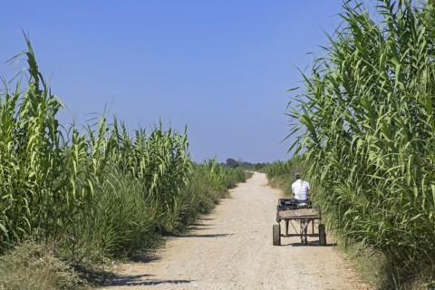 Albanian man riding cart pulled by donkey along dirtroad among cornfield