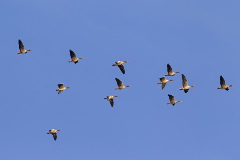 Migrating greylag goose