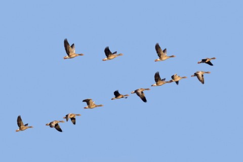 Flock of migrating greylag geese