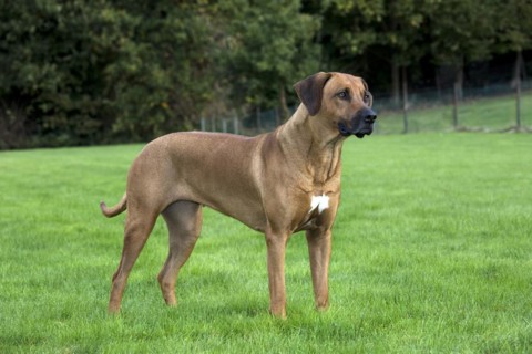 Rhodesian Ridgeback