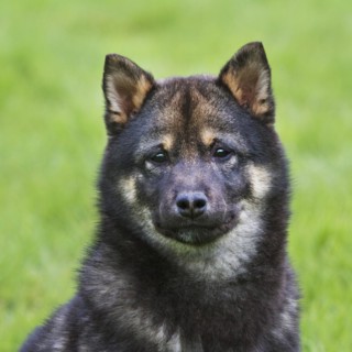 Shiba Inu
