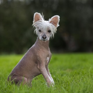 Chinese crested dog