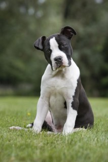 American Staffordshire terrier