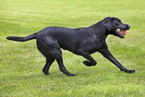 Black Labrador