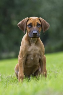 Rhodesian Ridgeback
