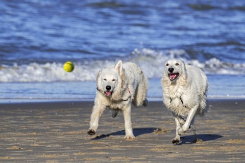 Two Berger Blanc Suisse dogs