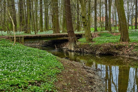 The Lasker Auenwald nature reserve in the Sorbian settlement area in spring