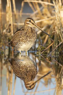 Common snipe