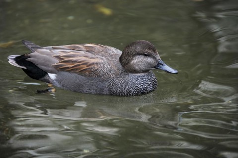 Gadwall