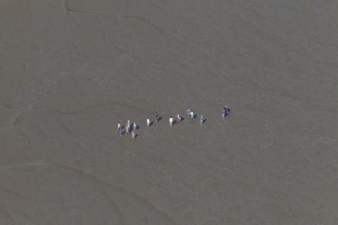 Aerial view over group of tourists walking with guide during guided tour on mudflat