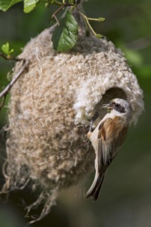 European Penduline Tit