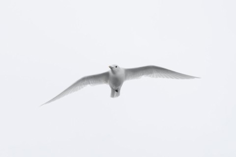 Ivory gull