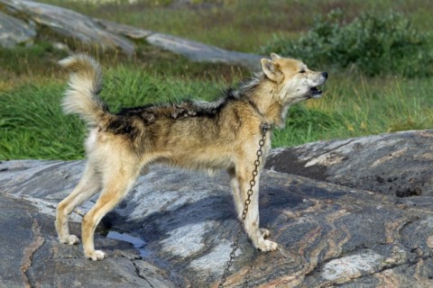 Greenland dog